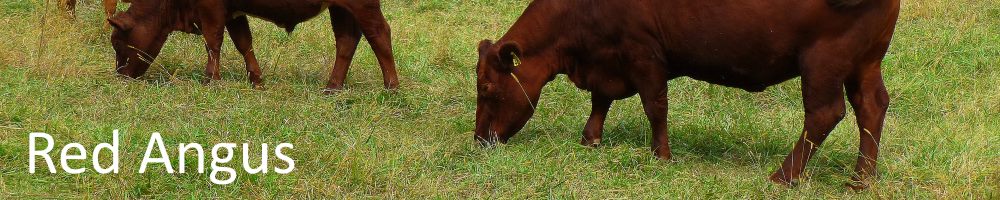 Royal Geelong Show, Red Angus Feature